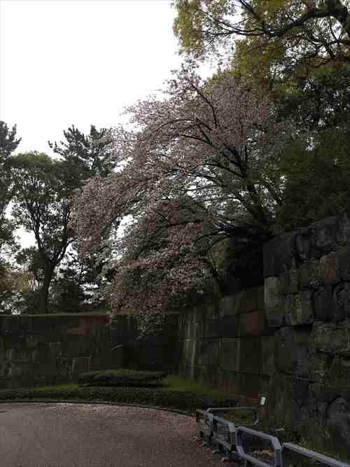 大手門の桜